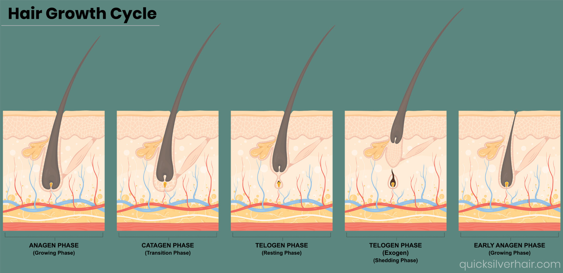 The Ultimate Guide to Hair Growth and Hair Loss