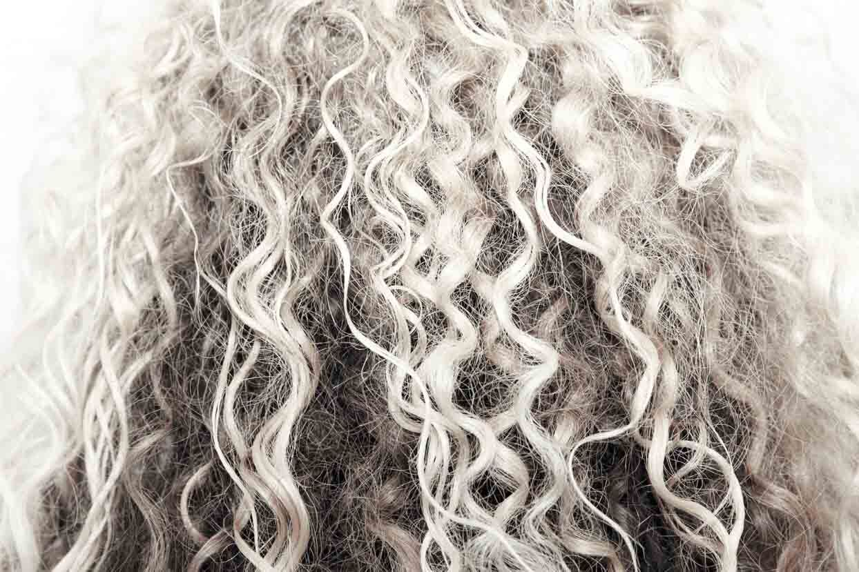 Image of the back of the head, culry silver hair, with dry frizz