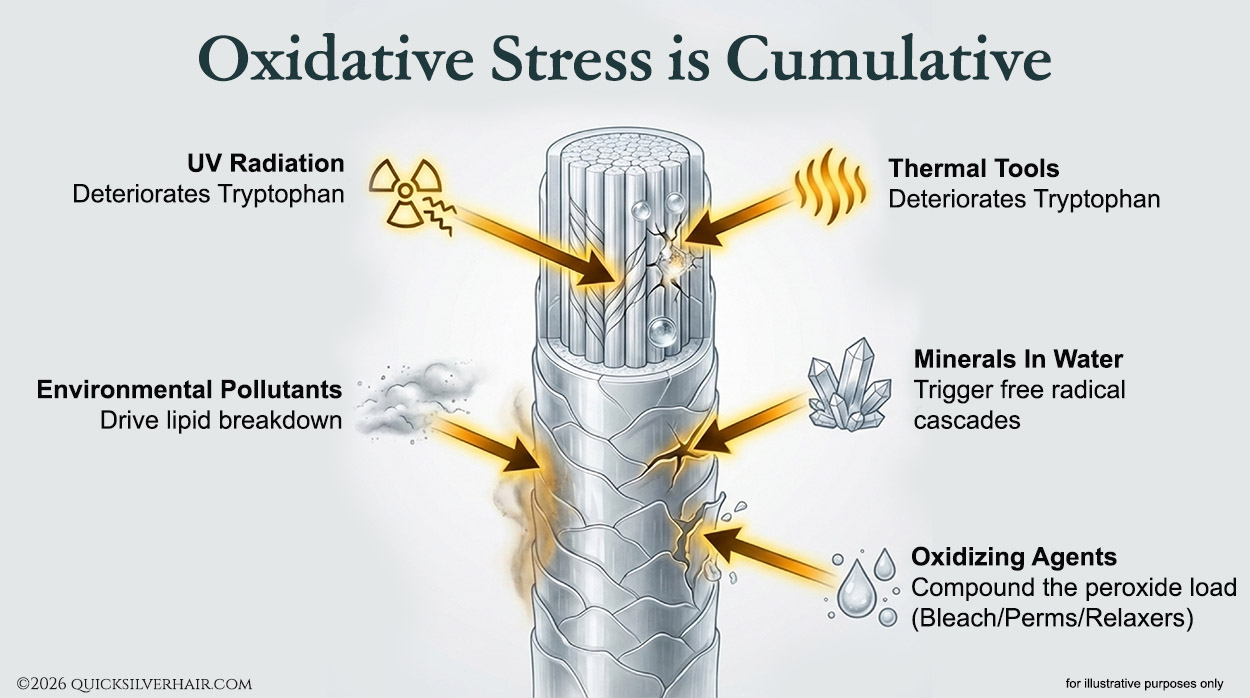 Oxidative Stress is Cumulative infographic